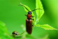 Denticollis linearis