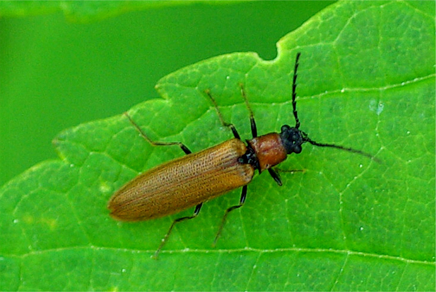 Denticollis linearis