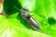 Athous haemorrhoidalis