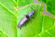 Athous haemorrhoidalis