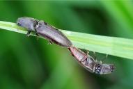 Athous haemorrhoidalis(♂♀ Kopula)