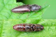 Athous haemorrhoidalis