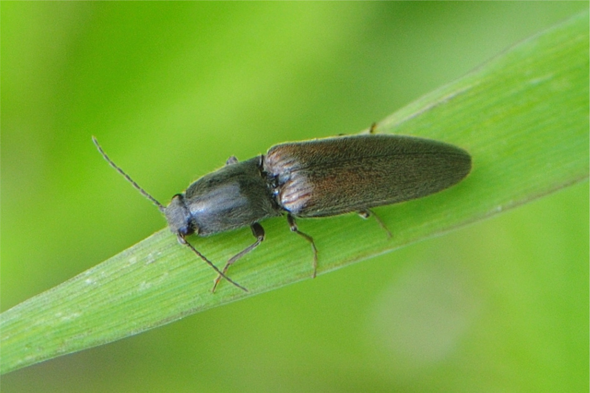 Athous haemorrhoidalis