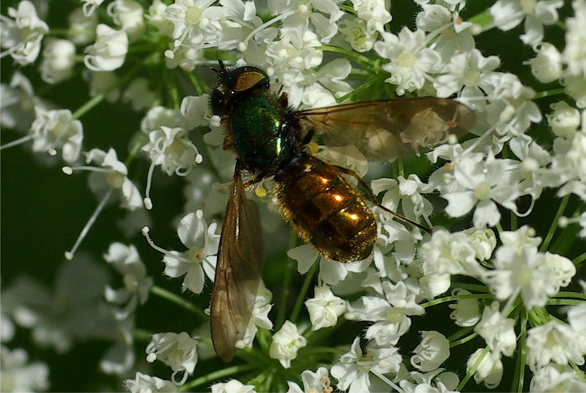 Chloromyia formosa