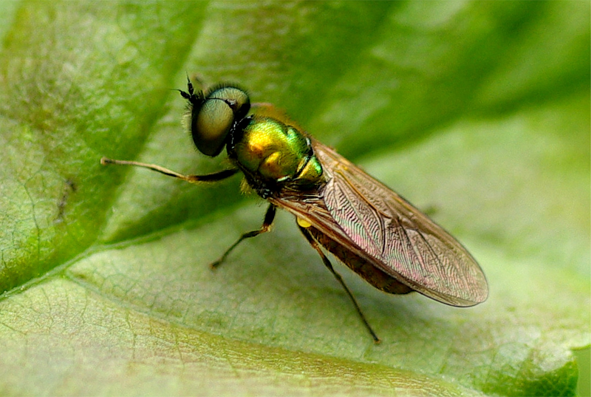 Microchrysa polita