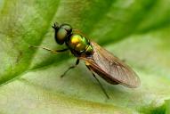 Microchrysa polita