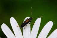 Anogcodes ustulata(♂)