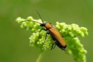 Anogcodes ustulata(♀)