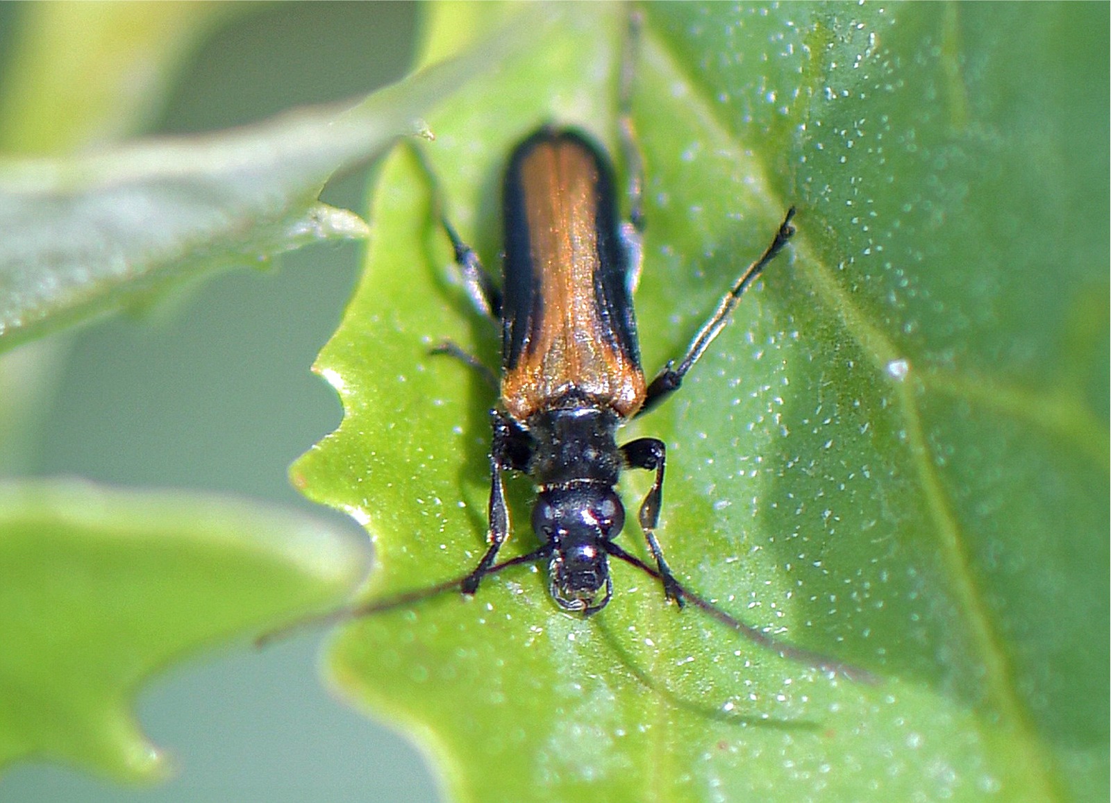 Anogcodes ustulata(♂)