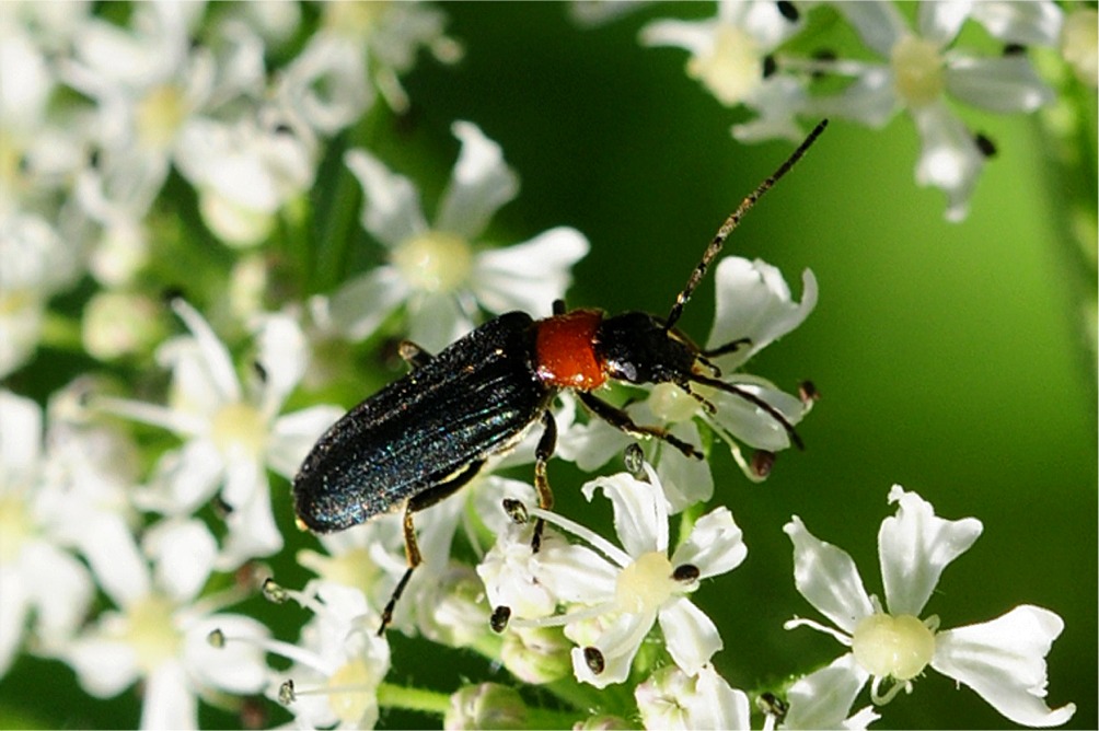 Ischnomera sanguinicollis