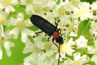 Ischnomera sanguinicollis