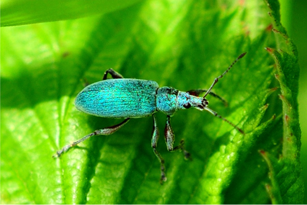 Phyllobius pomaceus