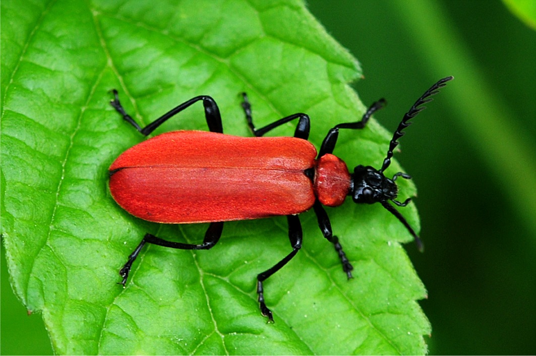 Pyrochroa coccinea