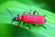 Pyrochroa coccinea