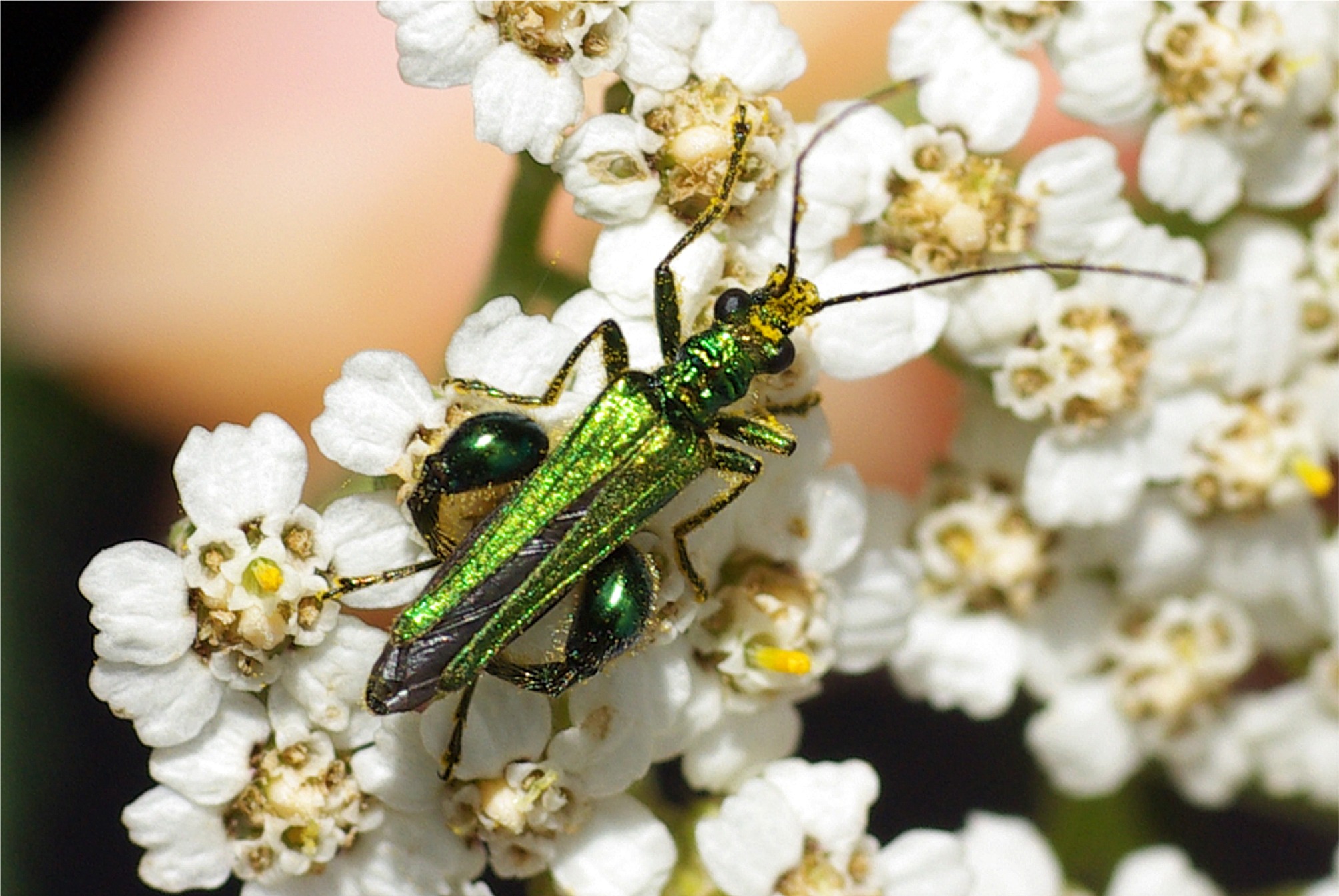 Oedemera nobilis(♂)