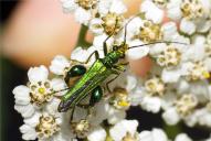 Oedemera nobilis