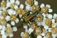 Oedemera nobilis(♂)