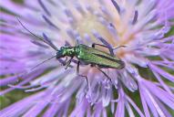 Oedemera nobilis(♀)