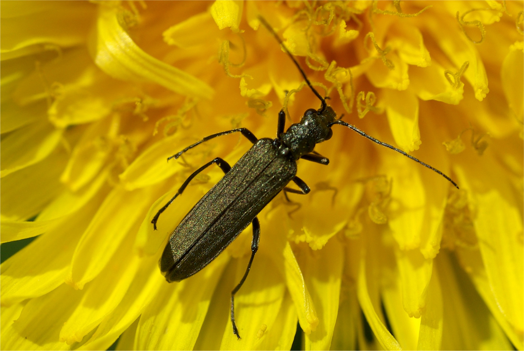 Oedemera virescens