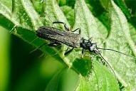Oedemera virescens