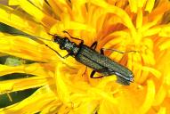 Oedemera virescens