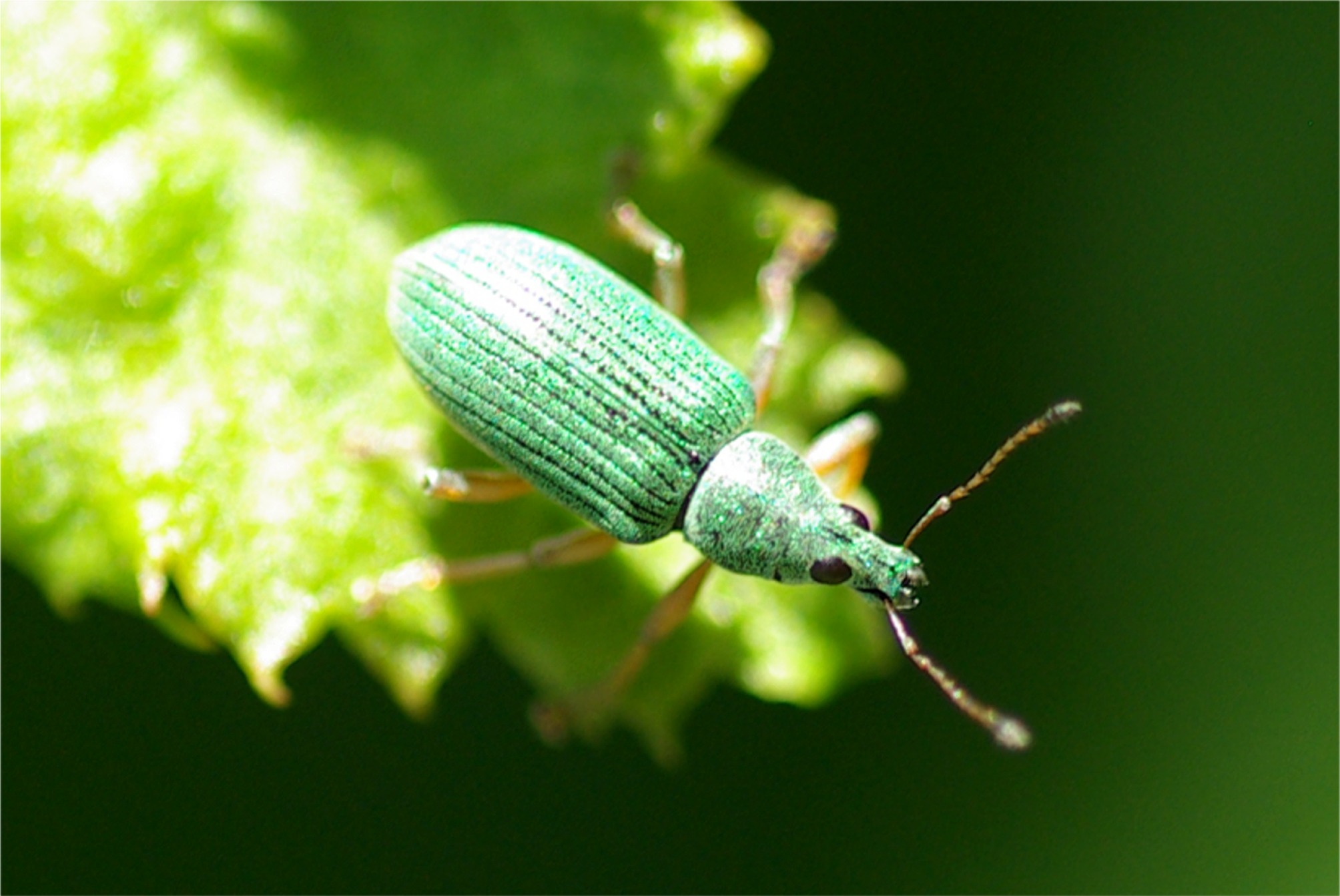 Polydrusus formosus