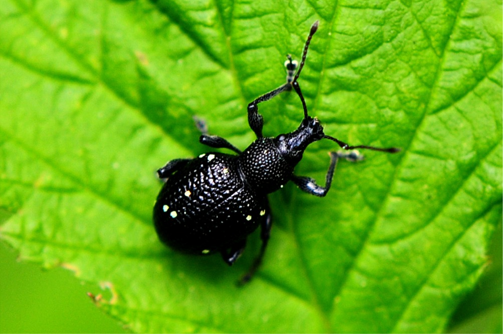 Otiorhynchus gemmatus