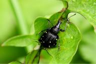 Otiorhynchus gemmatus