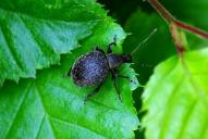 Otiorhynchus armadillo