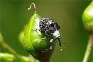 Cionus scrophulariae