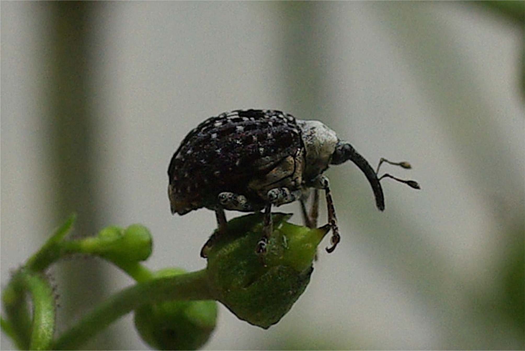 Cionus scrophulariae