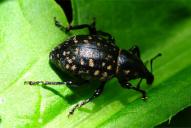 Liparus glabrirostris