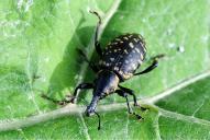 Liparus glabrirostris