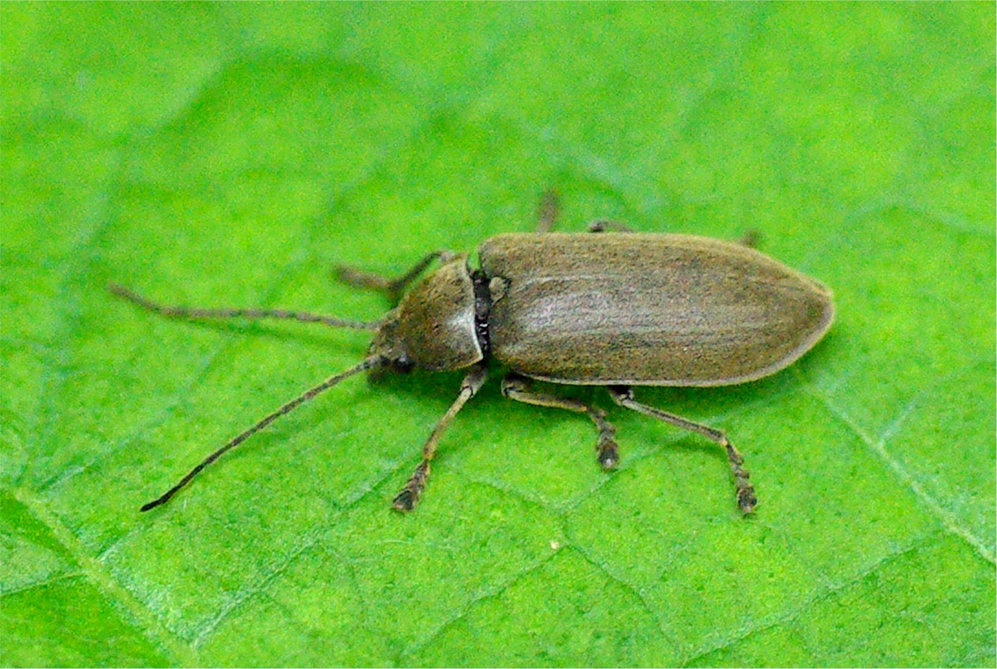 Dascillus cervinus