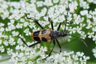 Pachyta quadrimaculata