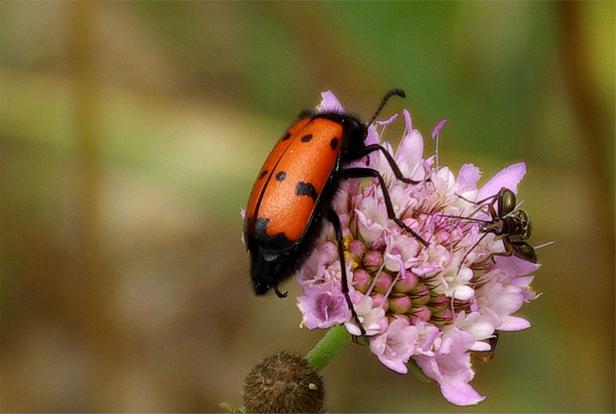 Mylabris quadripunctata