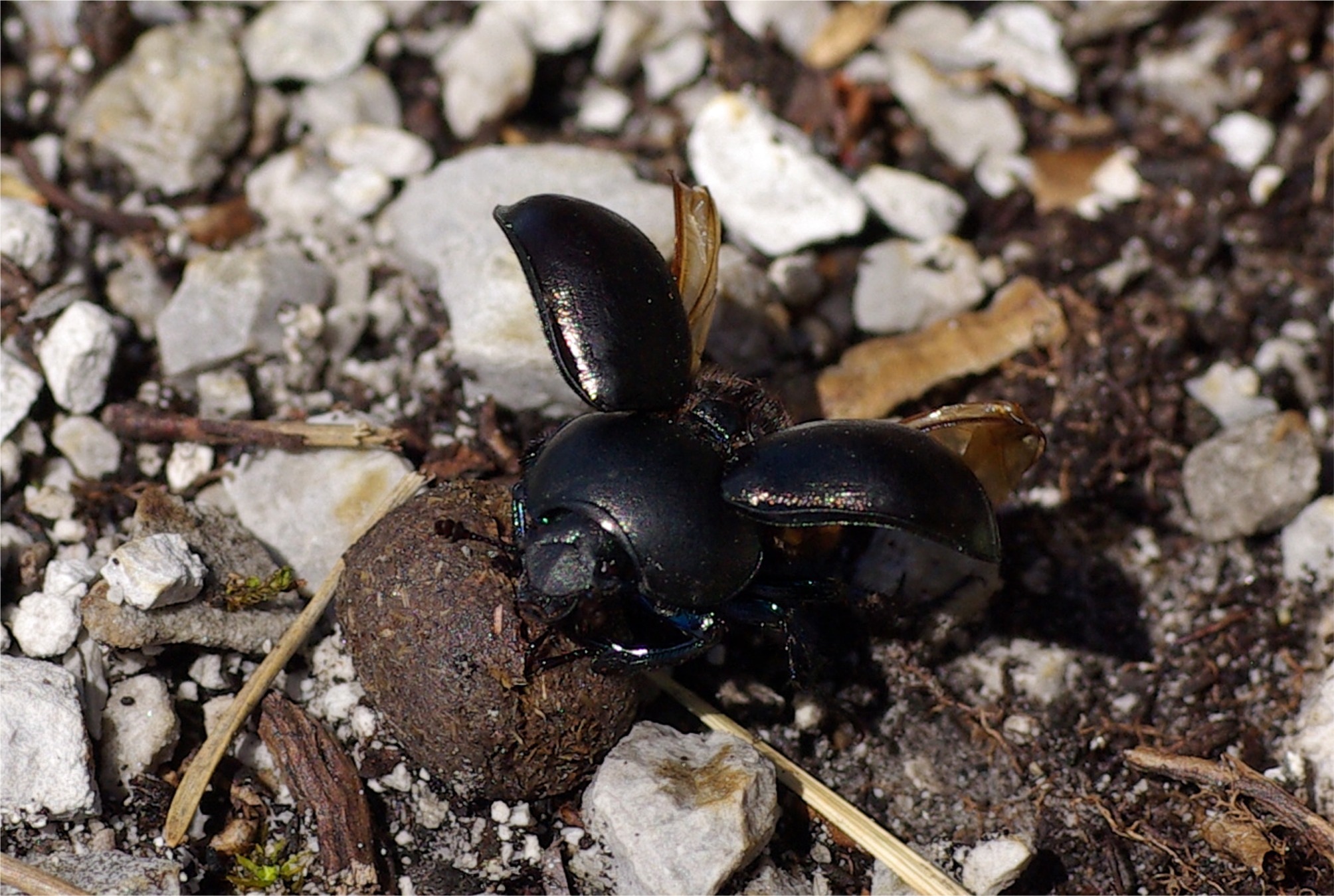 Trypocopris alpinus