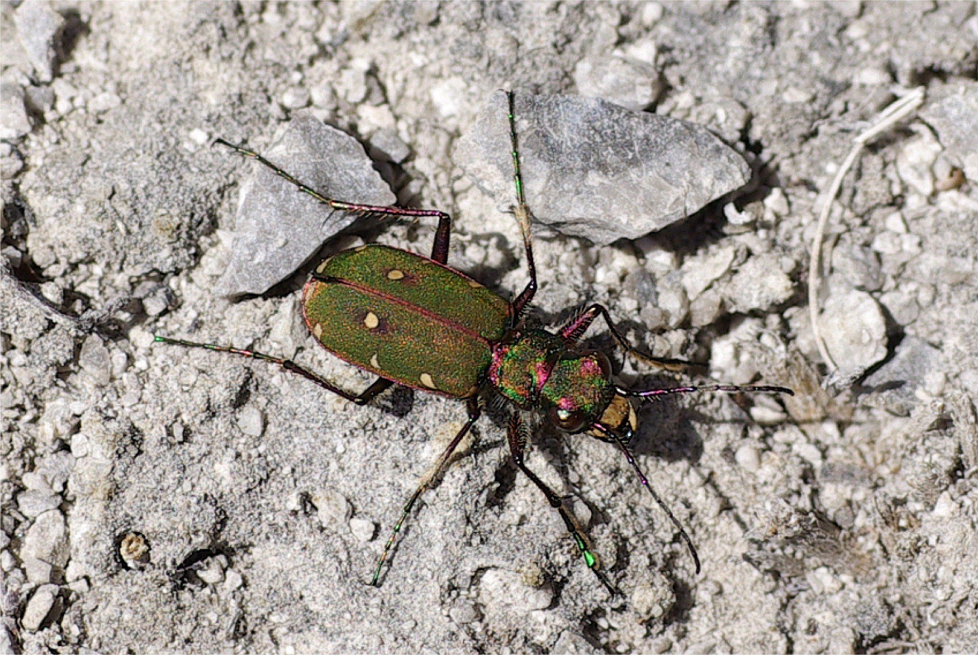 Cicindela campestris