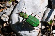 Cicindela campestris