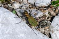 Cicindela campestris