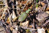 Cicindela campestris