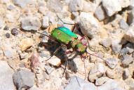 Cicindela campestris