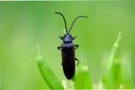 Omalisus fontisbellaquaei