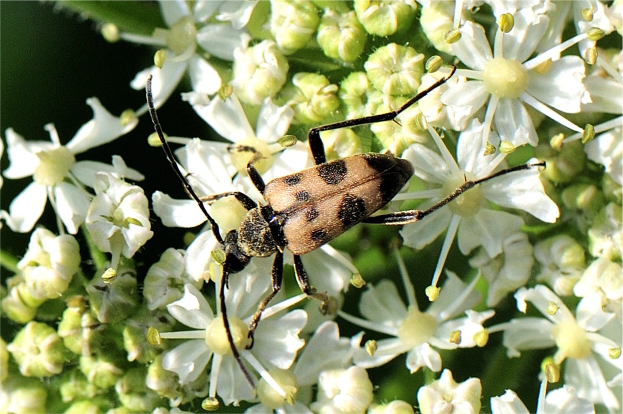 Pachytodes cerambyciformis