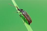 Omalisus fontisbellaquaei