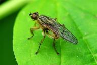 Scathophaga stercoraria