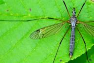 Tipula oleracea