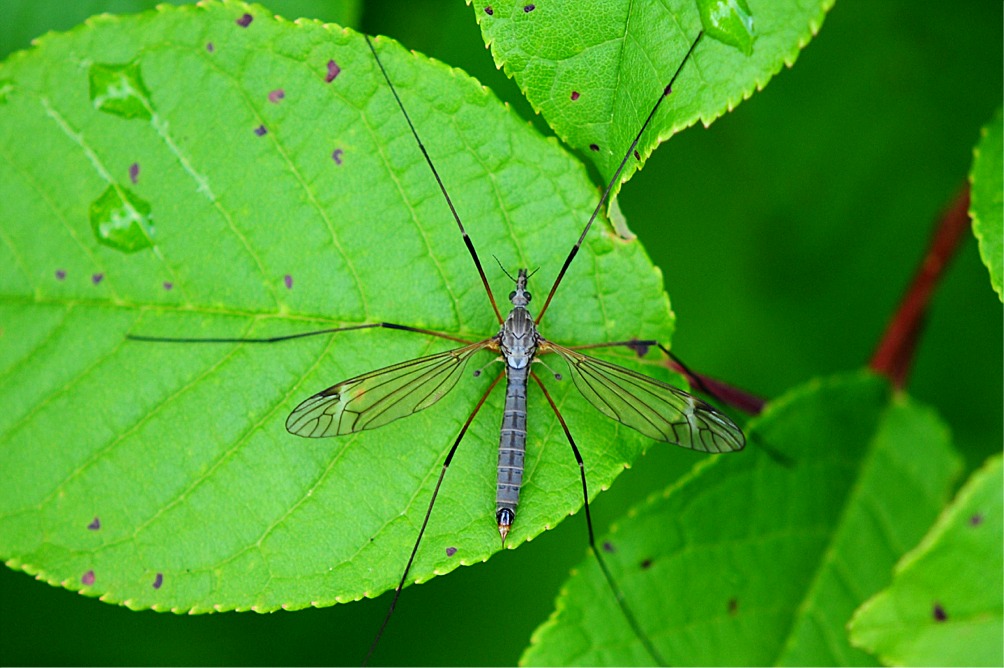 Tipula oleracea