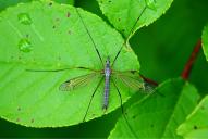 Tipula oleracea