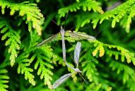 Tipula oleracea